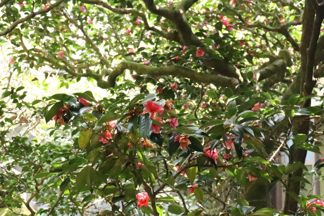 Photo barbados acerola cherry tree