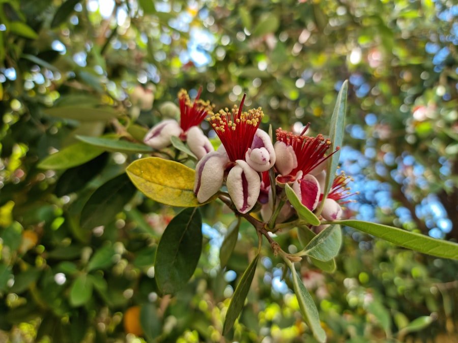 Photo barbados acerola cherry tree