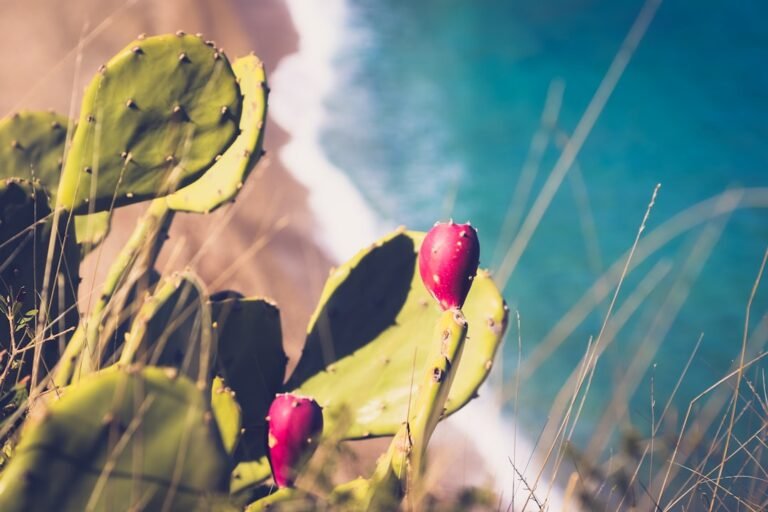 Photo prickly pear