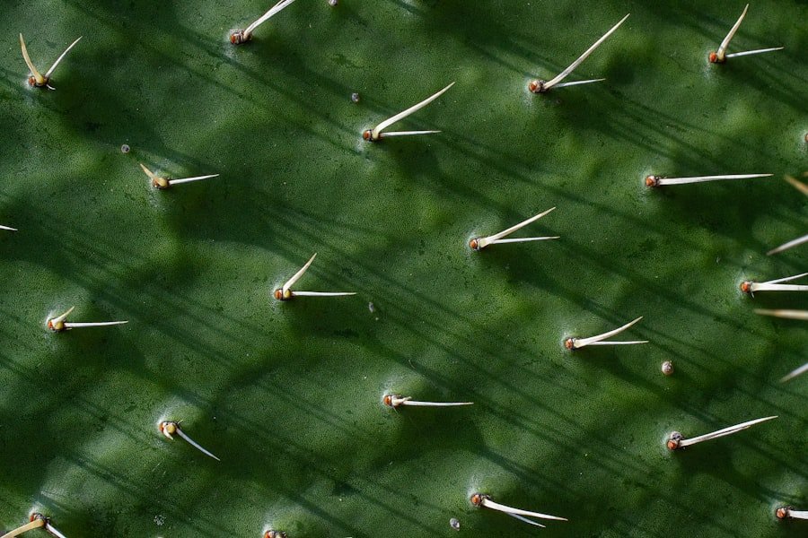 Photo prickly pear