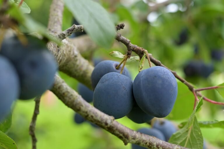 Photo plum