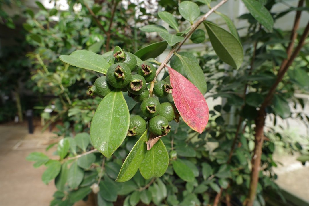 Photo mexican guava