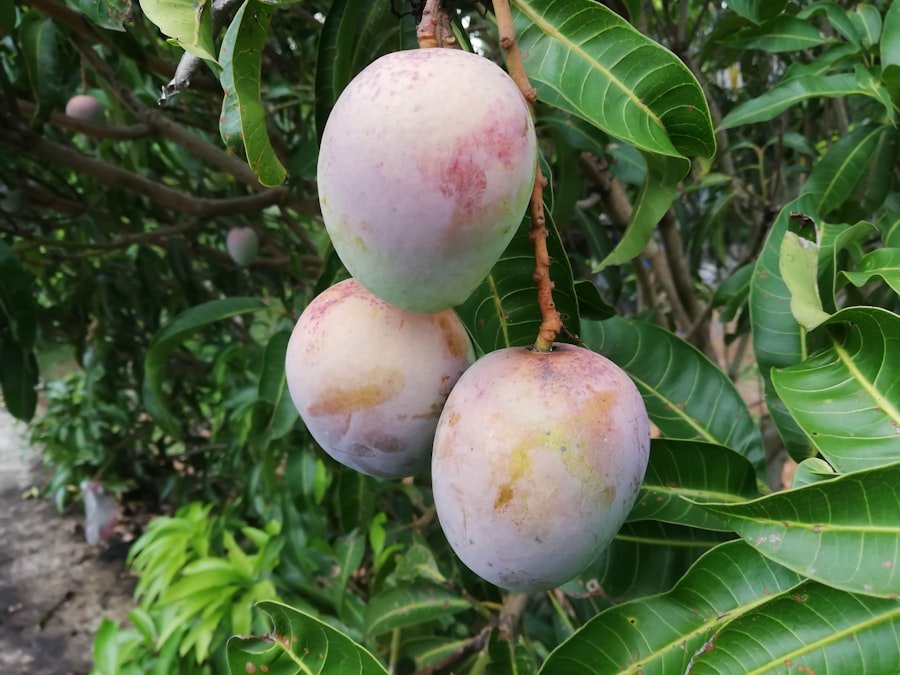 Photo guava flavor