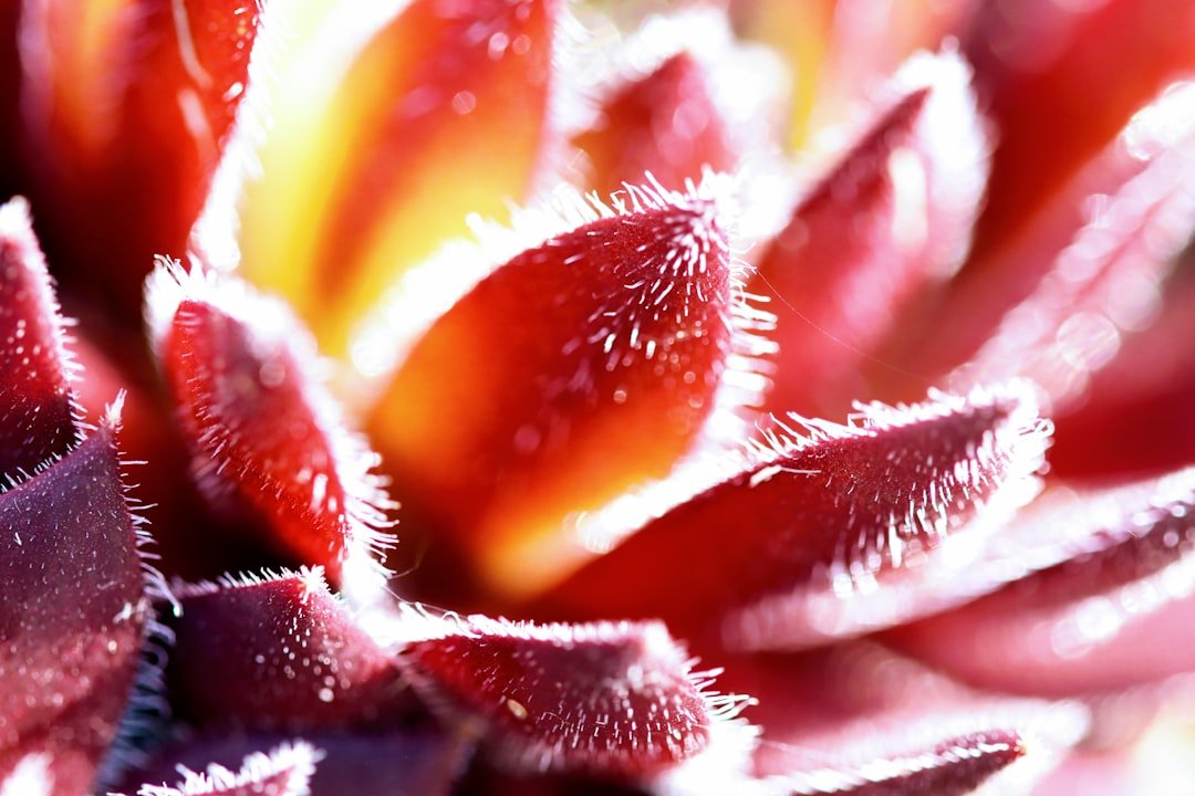 Photo strawberry plants ozark beauty