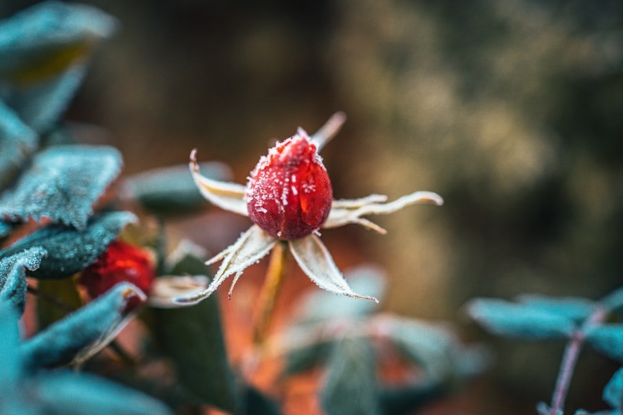 Mulched strawberry bed with straw