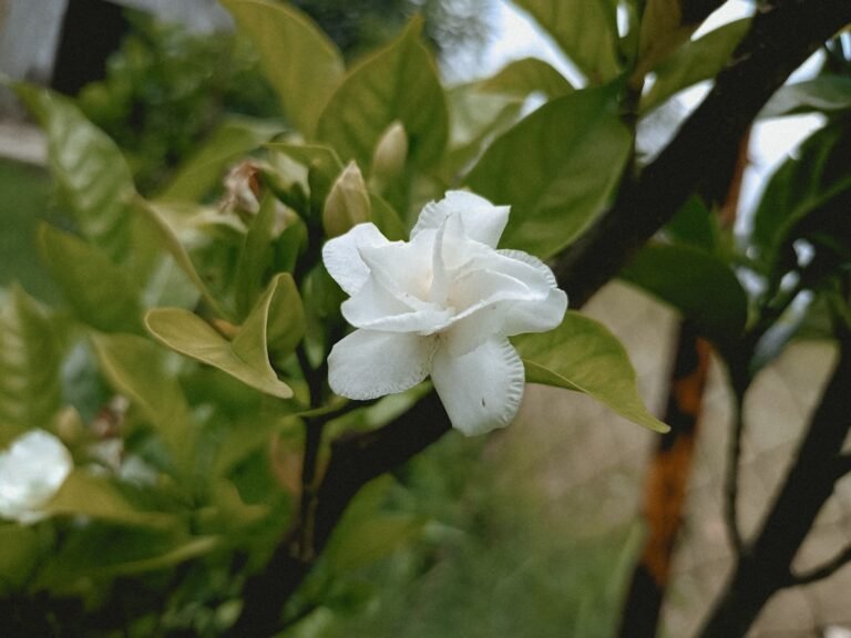 Photo white guava