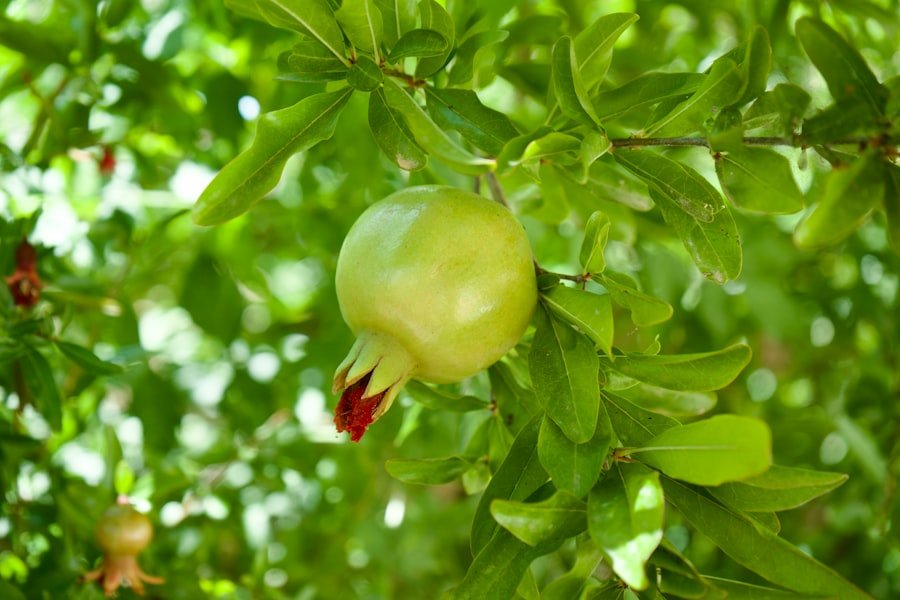 Photo white guava
