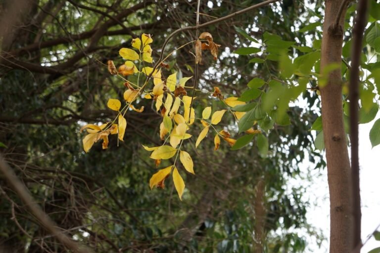Photo curry leaves trees