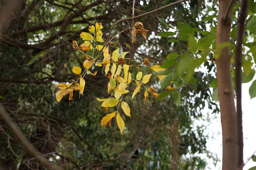 Photo curry leaves trees