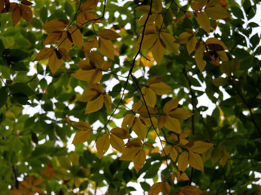 Photo curry leaves trees