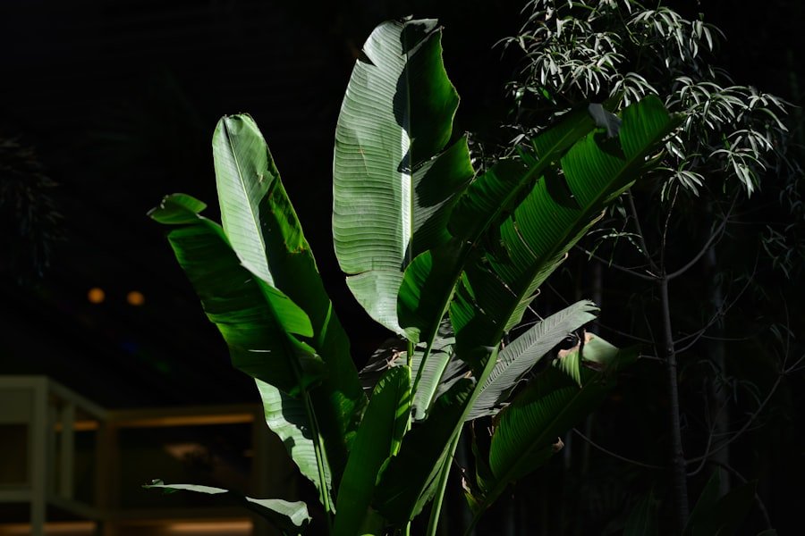 Photo loquat plant