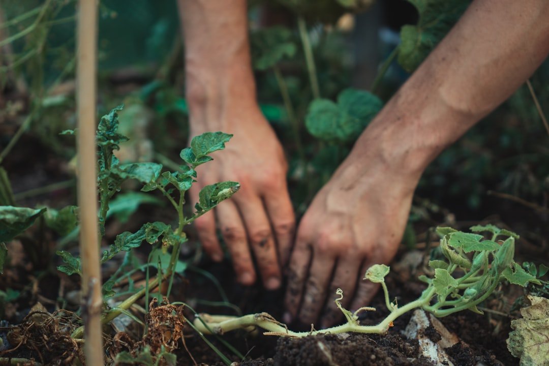 Photo plant potatoes