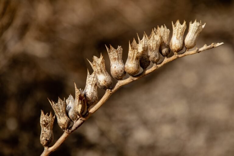 Photo jerusalem artichoke seeds