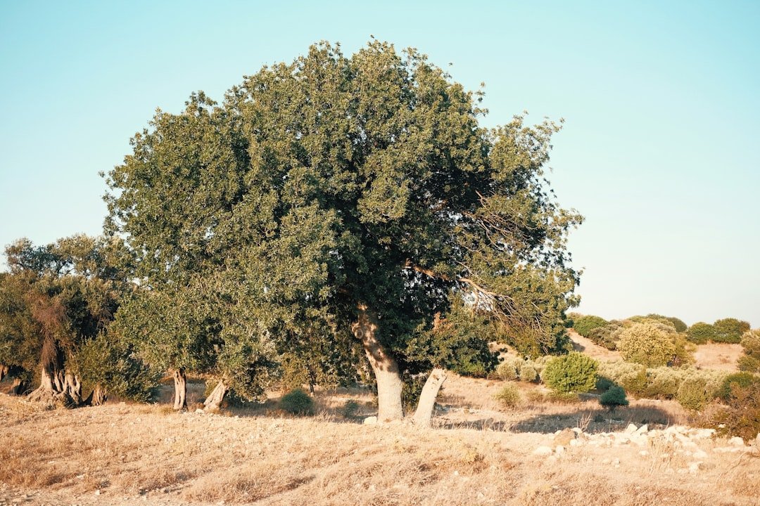 Photo loquat trees sale
