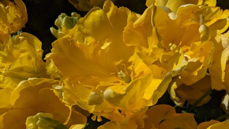 Photo chrysanthemums care