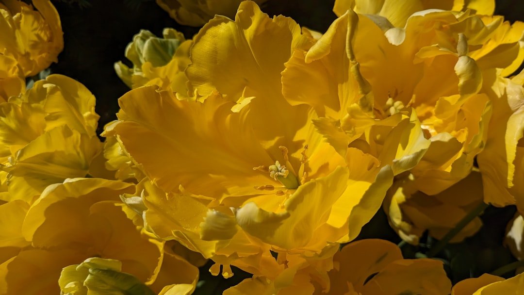 Photo chrysanthemums care