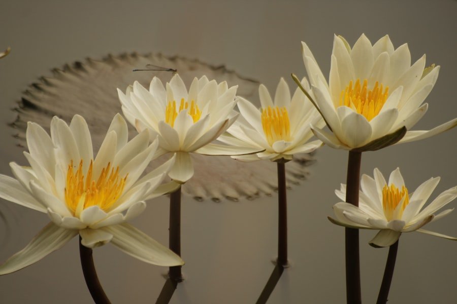 Photo chrysanthemums care