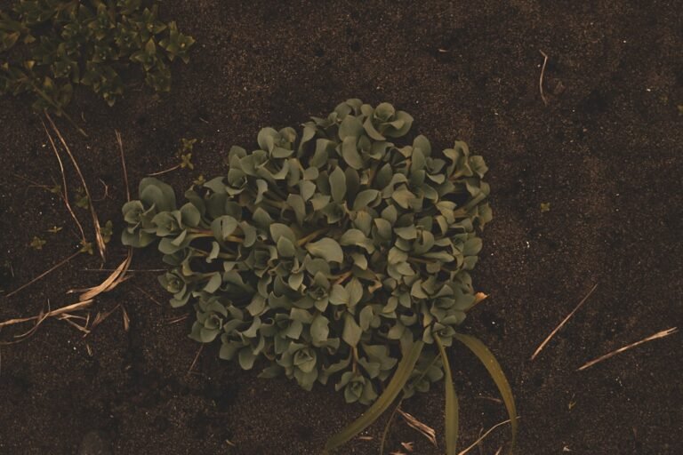 Photo curry plant seedling