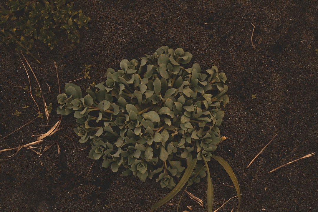 Photo curry plant seedling