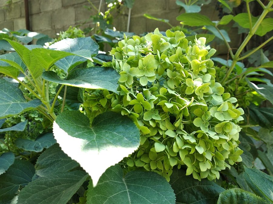 Photo curry plant seedling