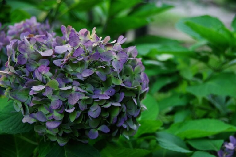 Photo plant purple potatoes