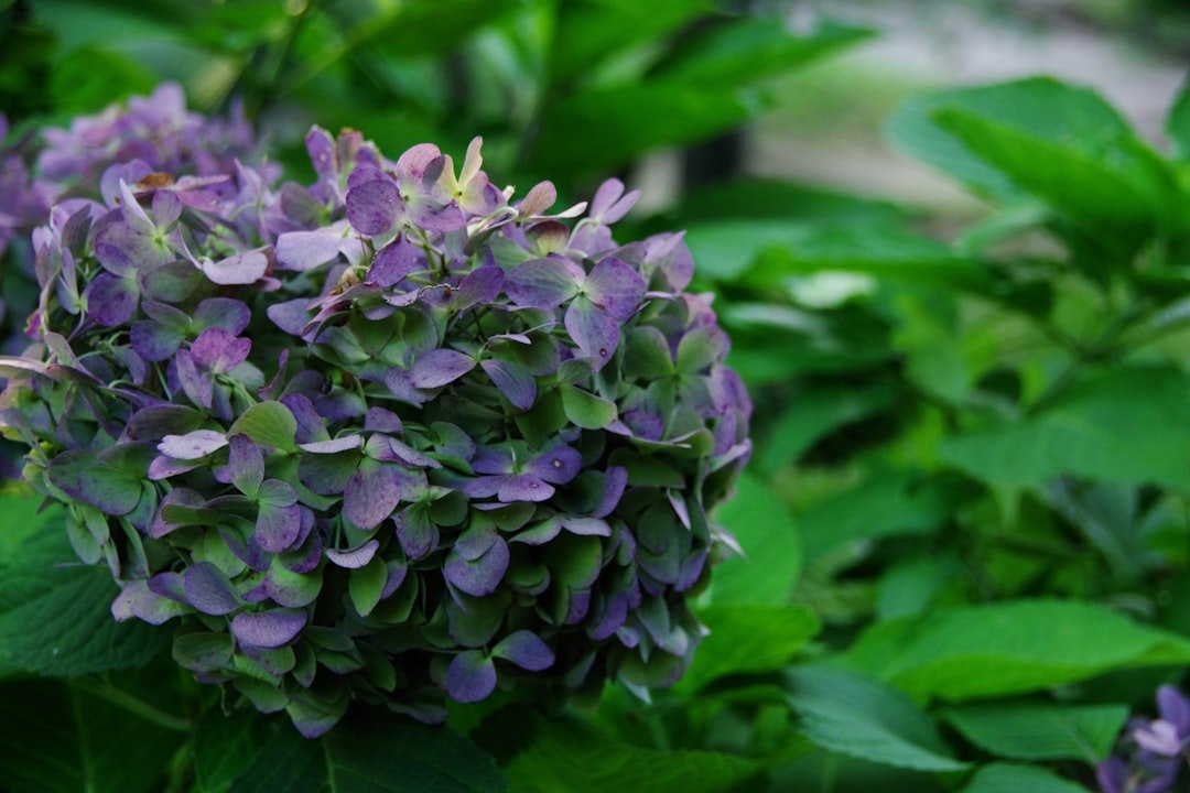Photo plant purple potatoes