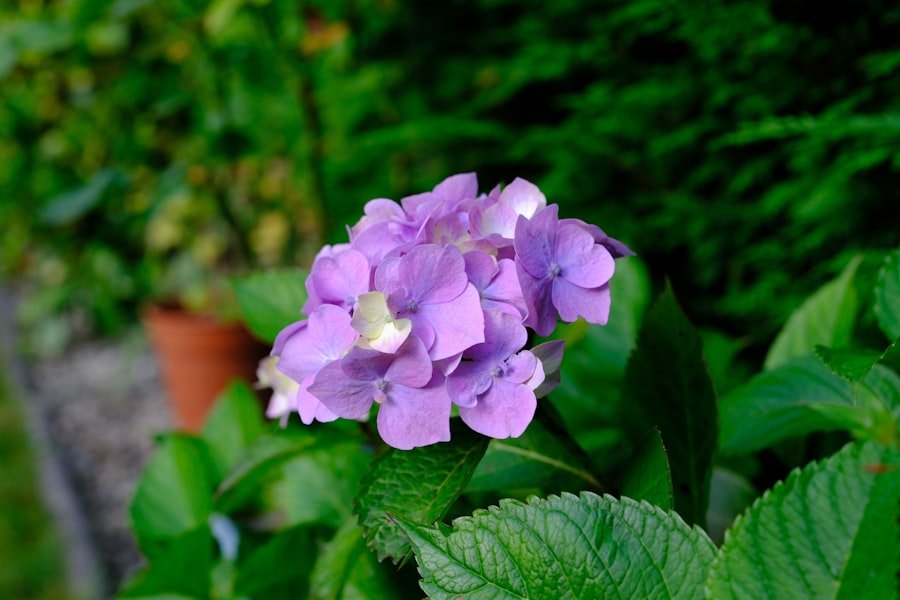 Photo plant purple potatoes