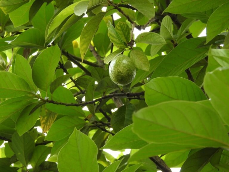 Photo tropical white guava