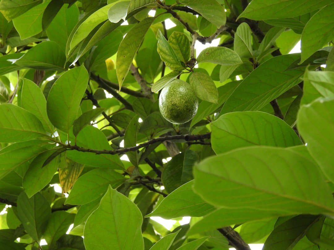 Photo tropical white guava