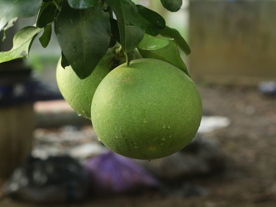 Photo tropical white guava
