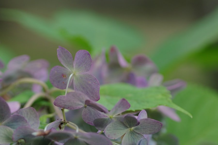 Photo purple potato seed
