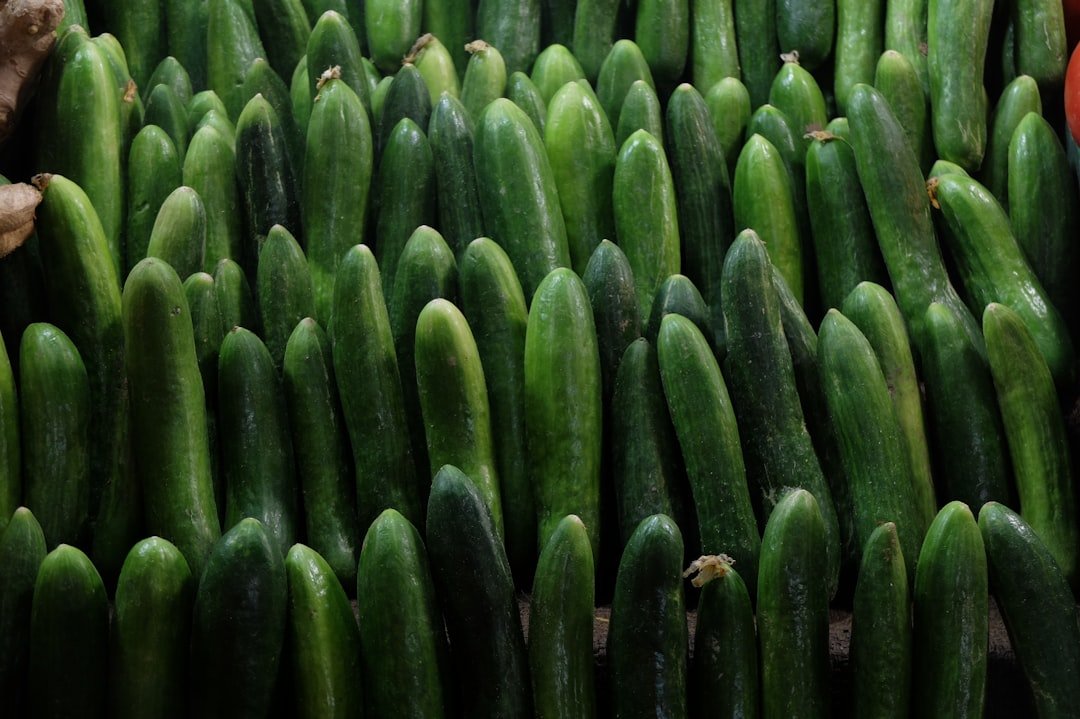 Photo cucumber