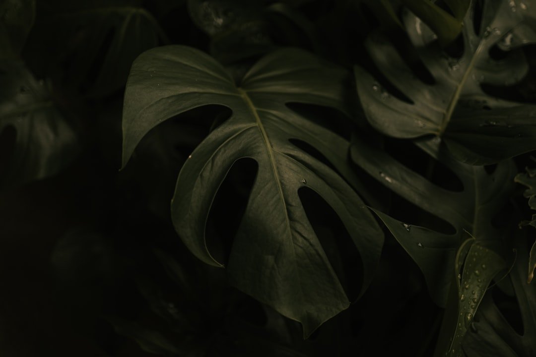 Photo plant edamame