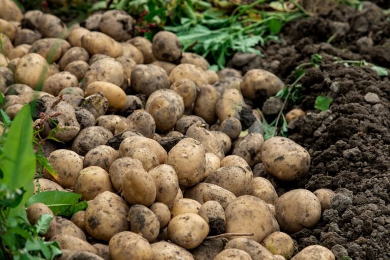 Photo grow seed potatoes