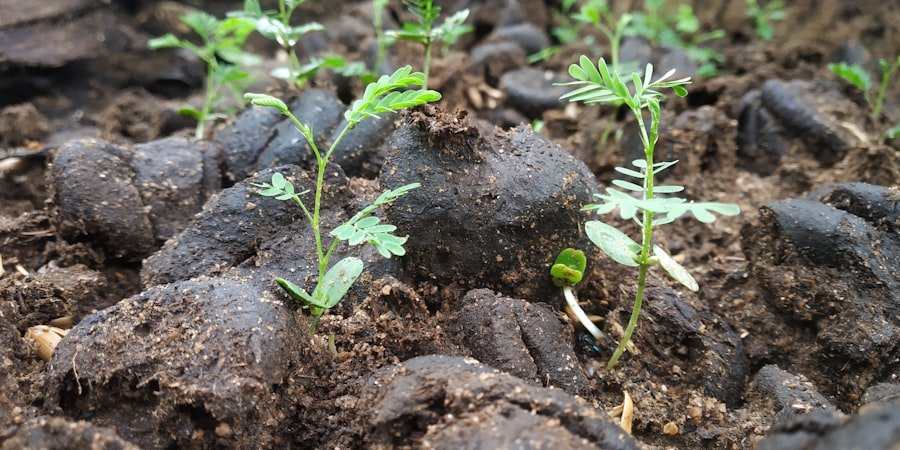 Photo grow seed potatoes