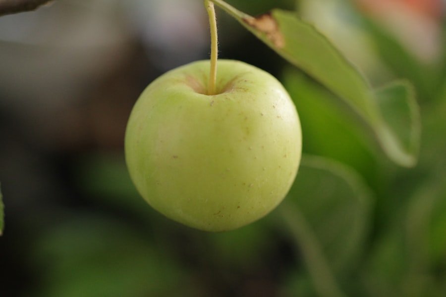 Photo guava white