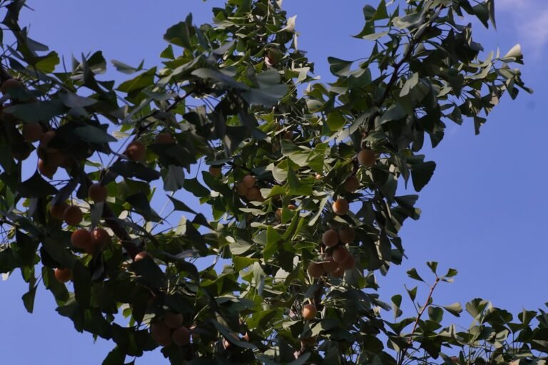 Photo white guava tree
