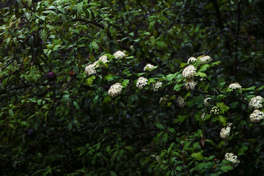 Photo white guava tree
