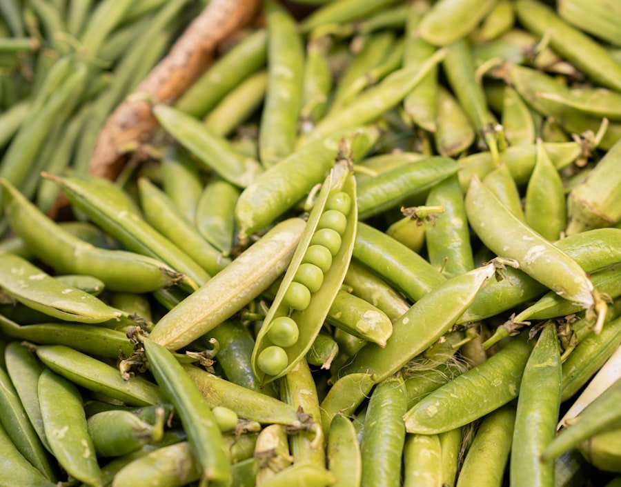 Photo chinese long beans growing