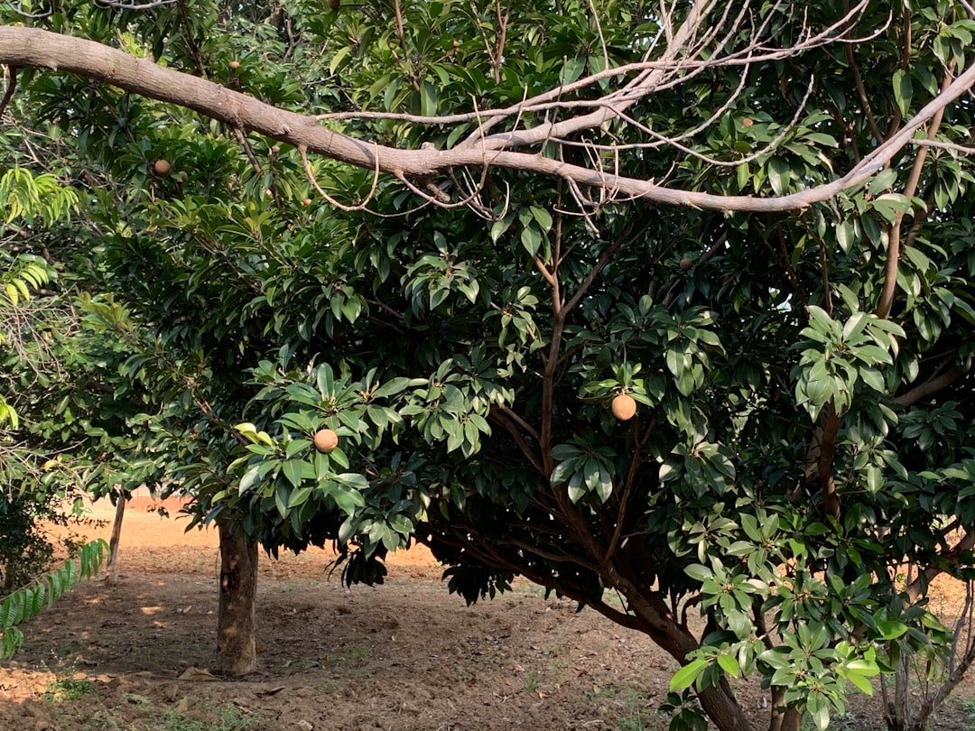 Photo mango tree planting zone
