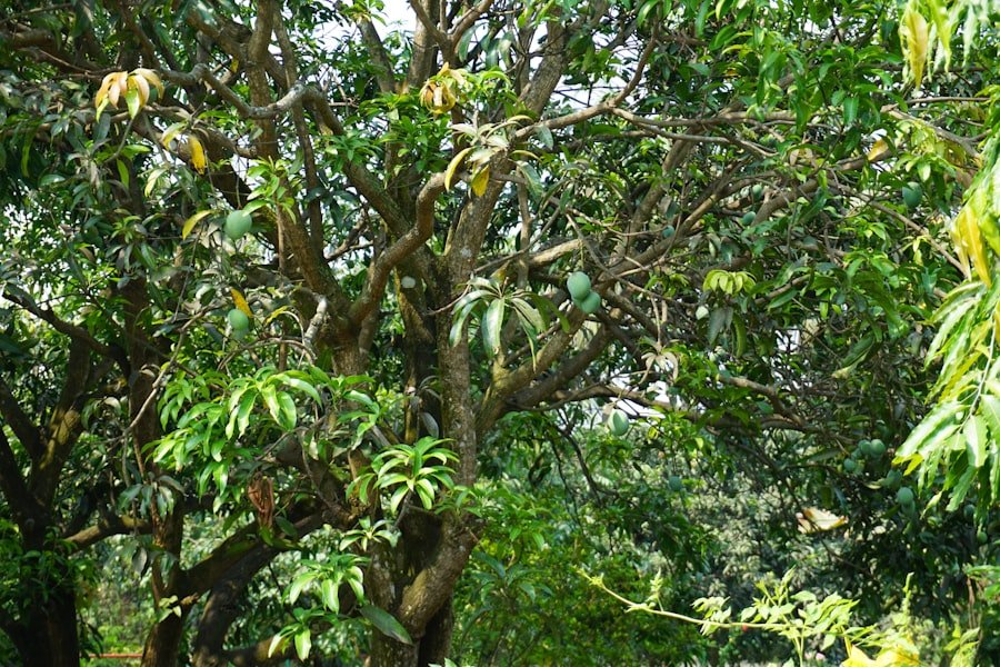 Photo mango tree planting zone