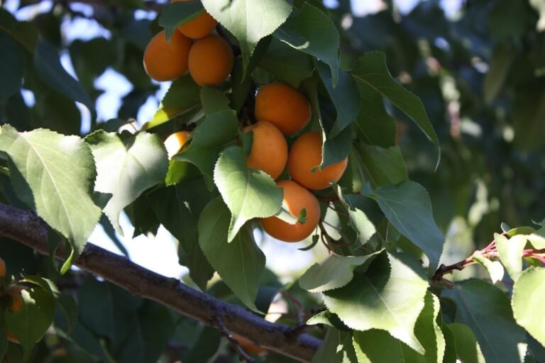 Photo plum apricot tree