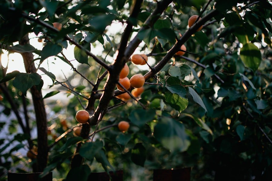 Photo plum apricot tree