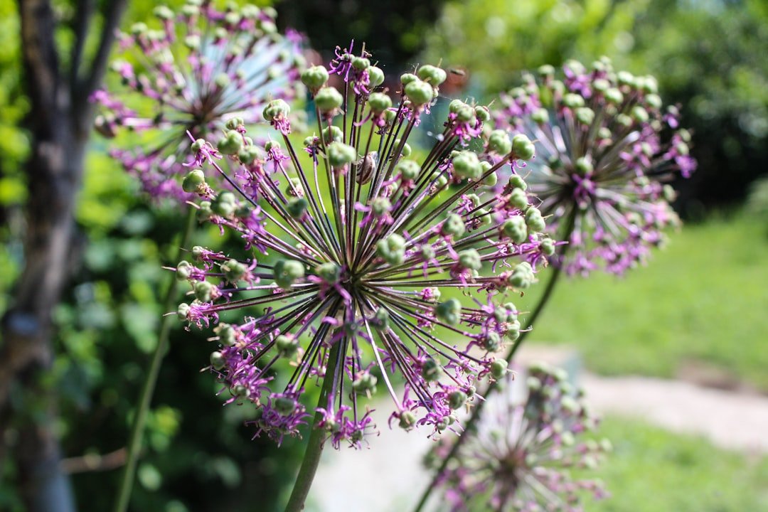 Photo plant onions