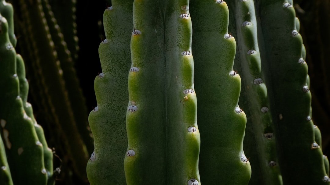 Photo cucumber plant