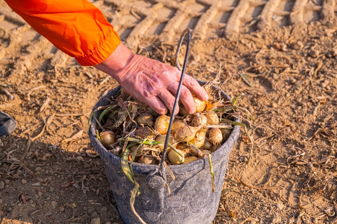 Photo potting soil for potatoes