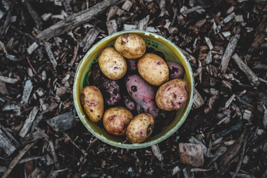 Photo plant yukon gold potatoes