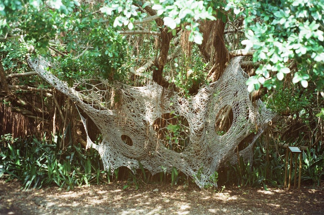 Photo loquat tree Texas