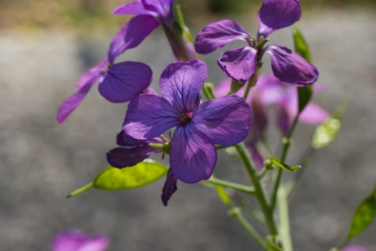 Photo purple potato seedlings