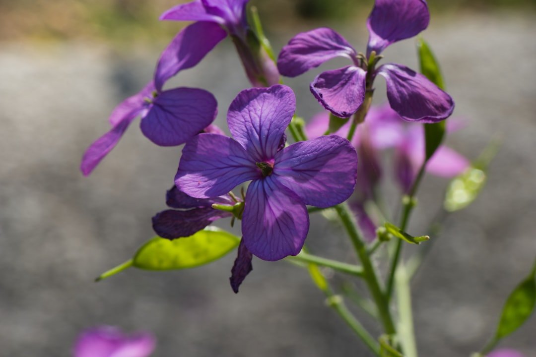 Photo purple potato seedlings